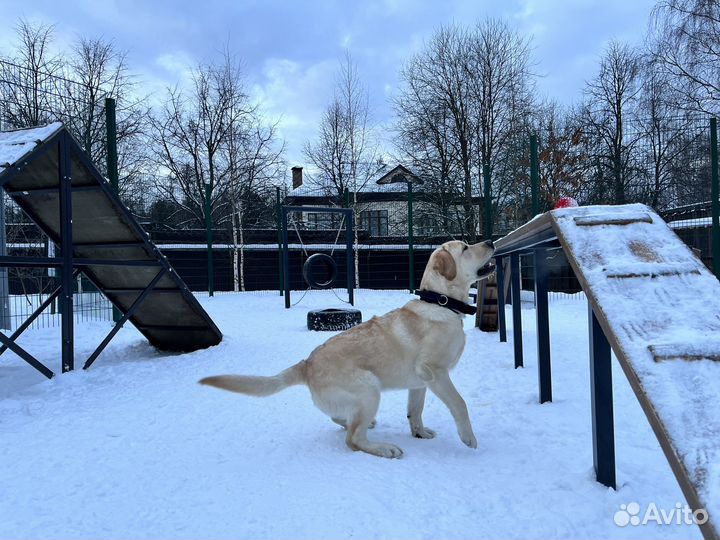 Тест-драйв лабрадора