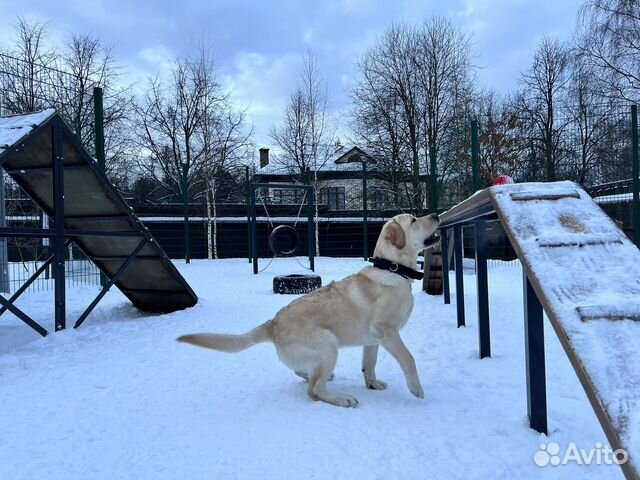 Тест-драйв лабрадора