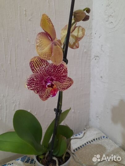 Орхидея фаленопсис Карин Алоха