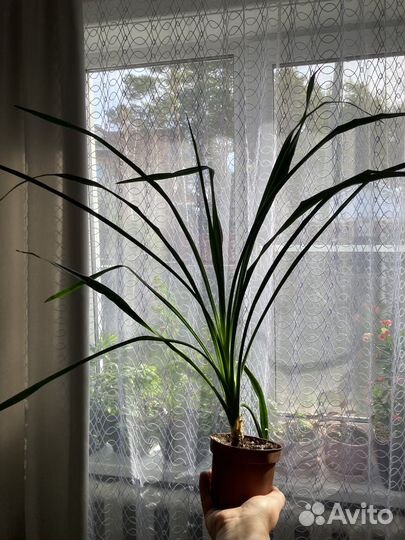 Юкка recurvifolia отогнутолистная