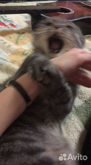Шотландский кот