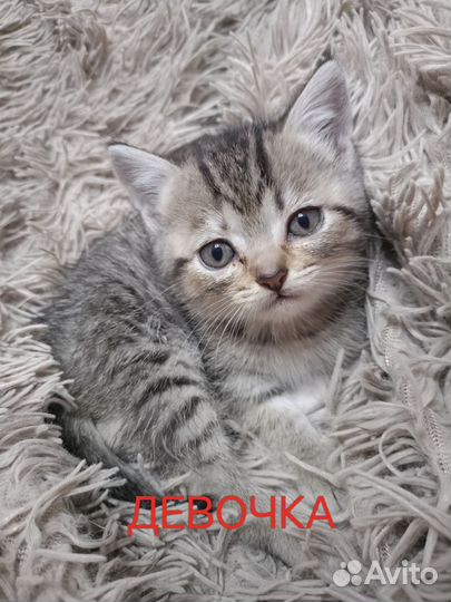 Шотландские котята