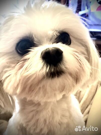 Кобель Мальтезе для вязки