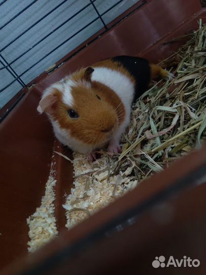 Морские свинки