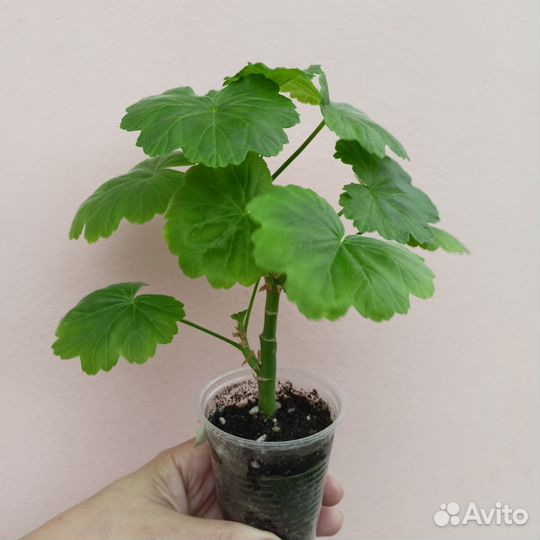 Пеларгония сортовая, герань