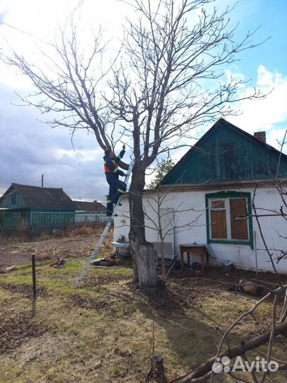 Обрезка деревьев, спил деревьев по частям