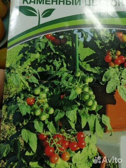 Каменный цветок Томат Рассада
