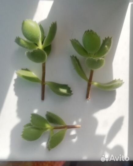 Суккуленты