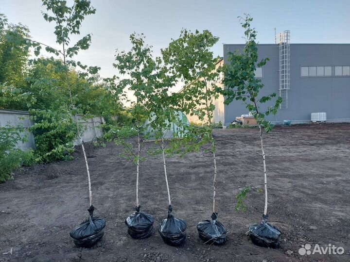 Саженцы Березы