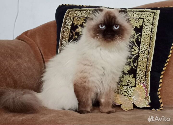 Шотландская Хайленд фолд