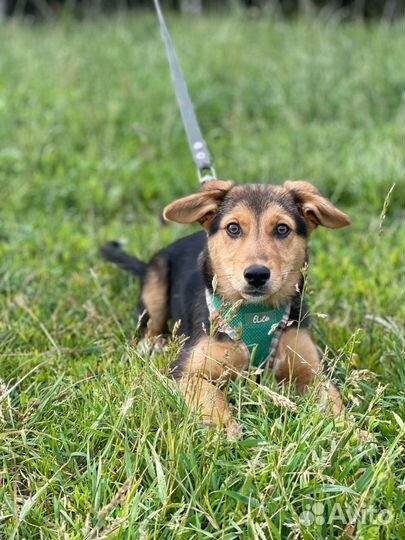 Щенок в добрые руки