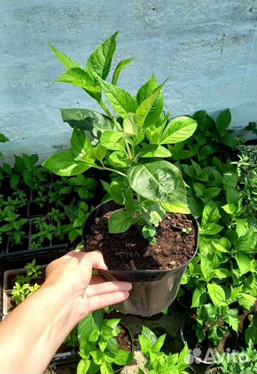 Саженцы белой крупнолистной гортензии