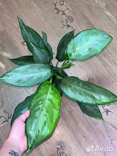 Эпипремнум и другие