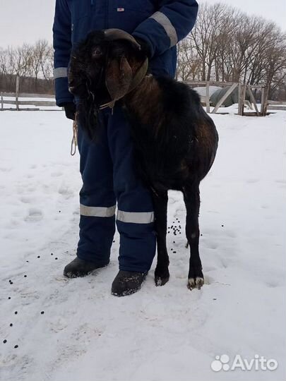 Нубийские козы