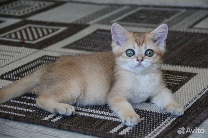 Шотландская
