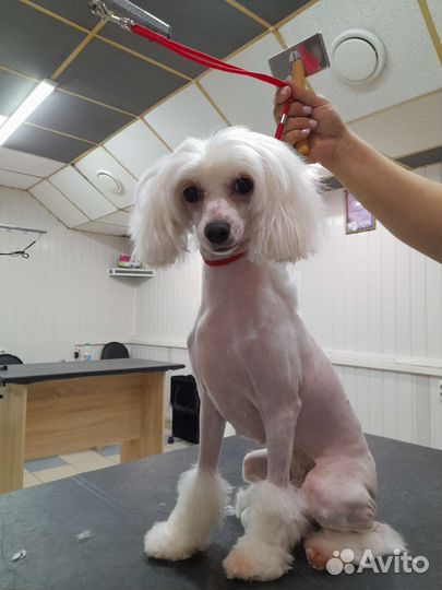 Услуги грумера