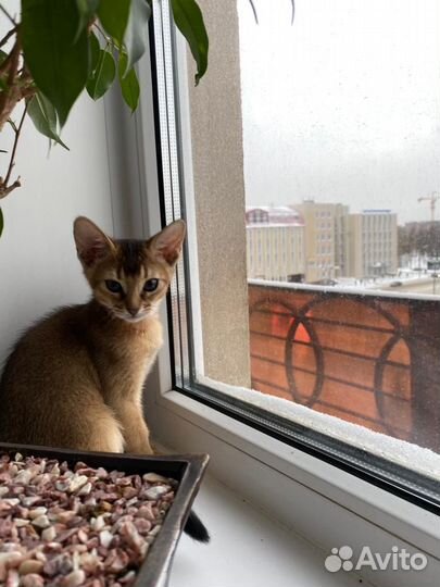 Абиссинские