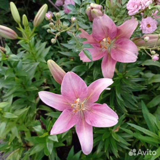 Каллы, лилии луковицы