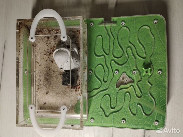 Муравьиная ферма Ant Planet с муравьями