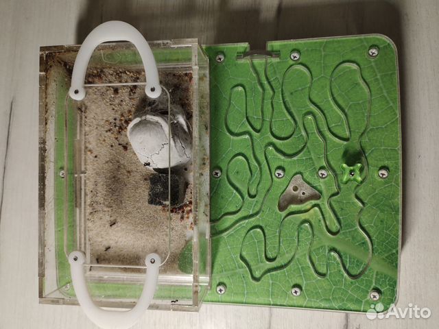 Муравьиная ферма Ant Planet с муравьями