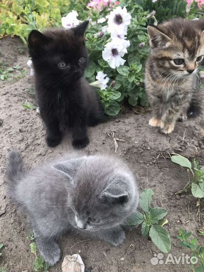 Котята в добрые руки даром