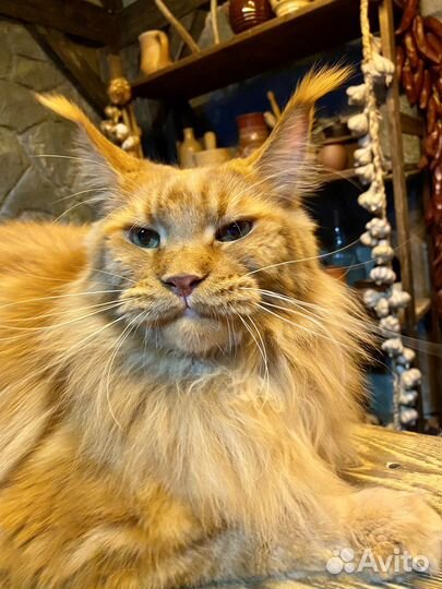 Аренда кот Мейн-кун огромный из рекламы Hoff