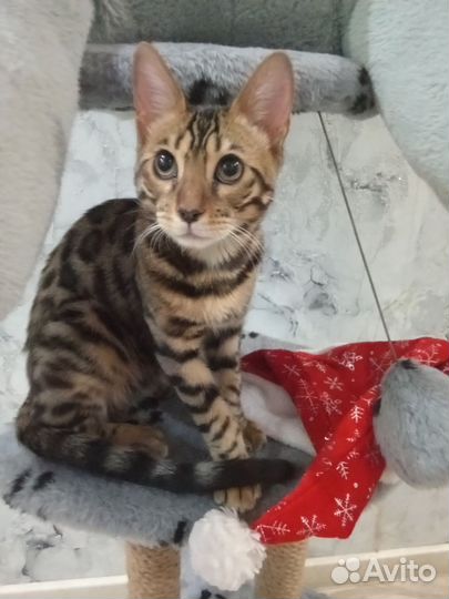 Бенгальский кот вязка