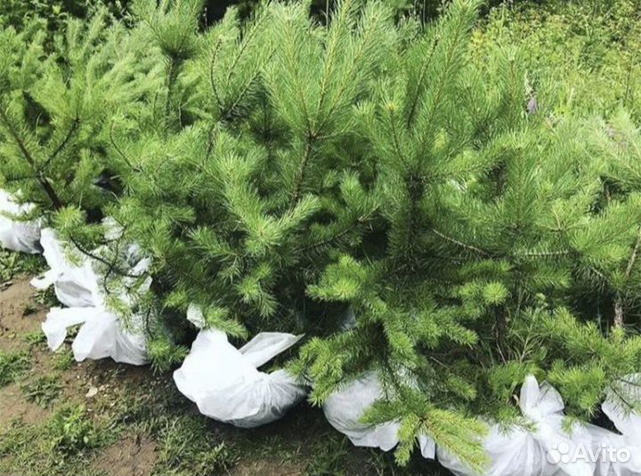 Сосна обыкновенная саженцы