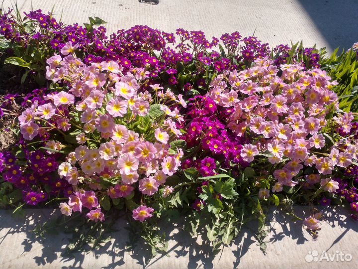 Многолетние растения, цветы садовые