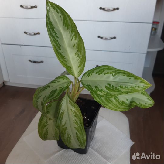 Аглаонема Сильвер Бэй