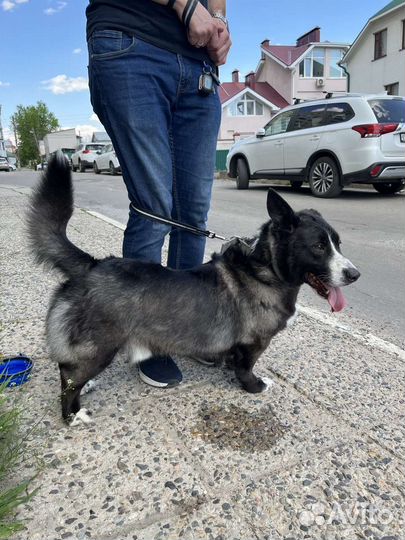 Собака в хорошие руки