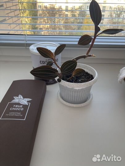 Орхидея лудизия