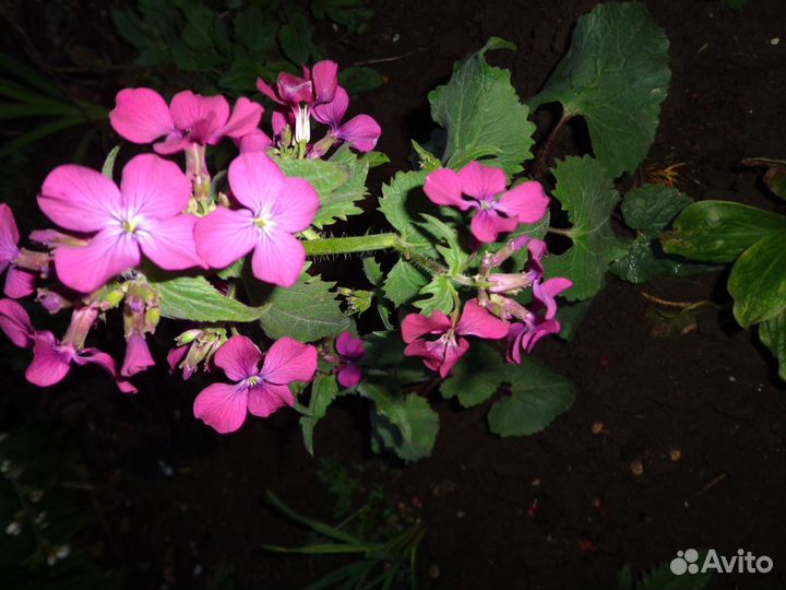 Флоксы шиловид. 2цв.почвопокр.многол.Много цветов