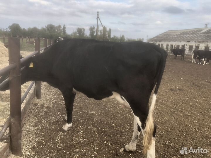 Коровы телочки на мясо