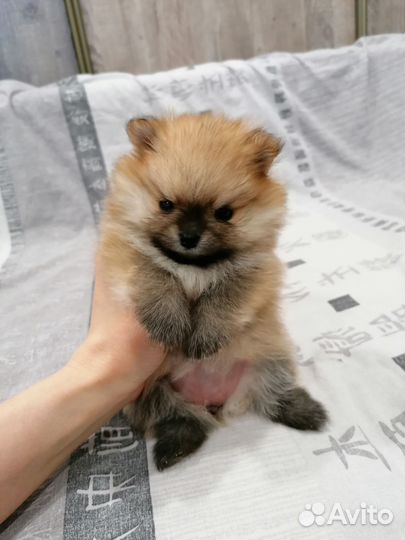 Щенки шпица