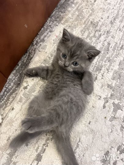 Шотландские котята