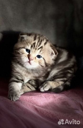 Шотландские котята