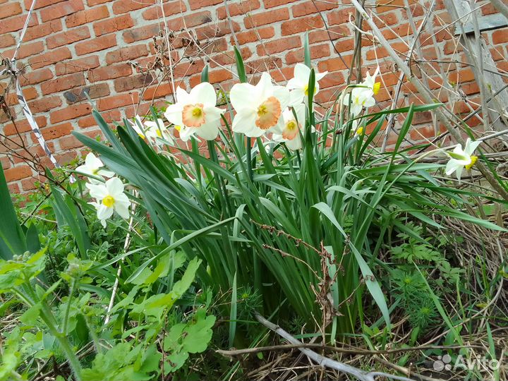 Луковицы, многолетники