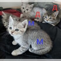 Котята 1 месяц