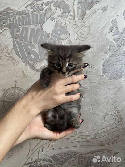 Котята в добрые руки. 1 мальчик и 3 девочки