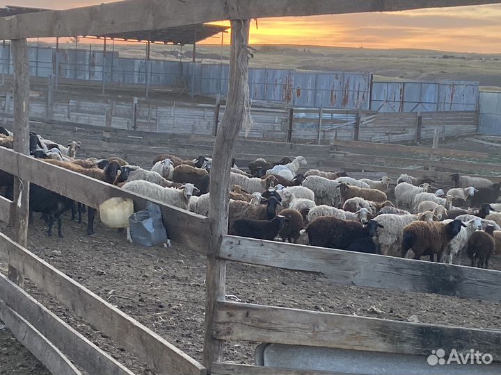 Курдючные бараны овцы