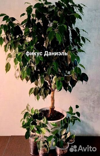 Фикус бенджамина Даниэль