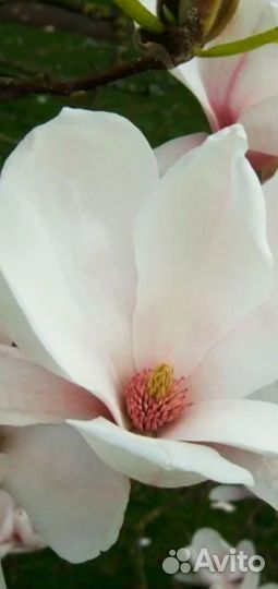 Магнолия Альба Суперба