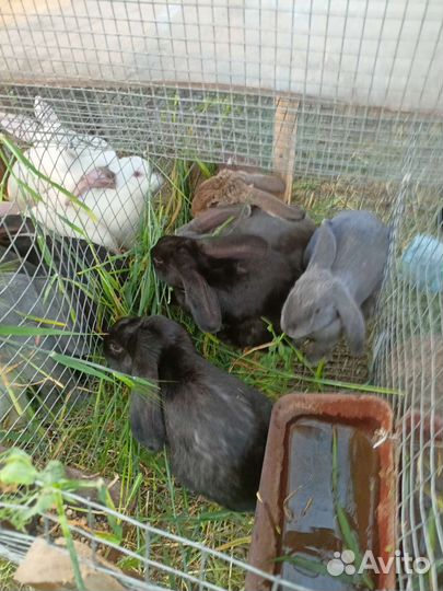 Домашний кролик