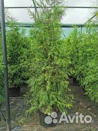 Туя Брабант зкс доставка