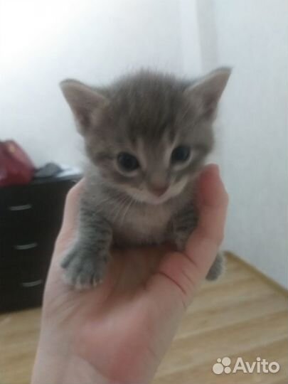 Котята (девочки) в добрые руки