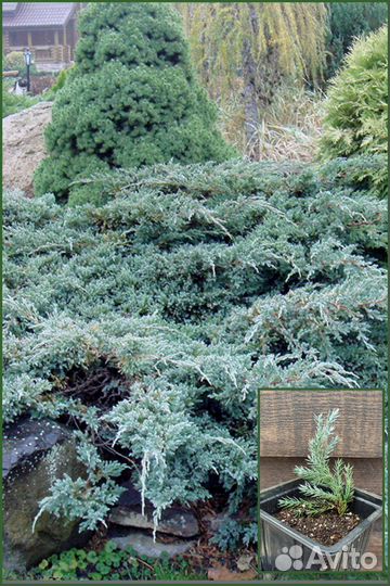 Хвойные растения