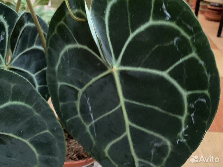 Антуриум кларинервиум