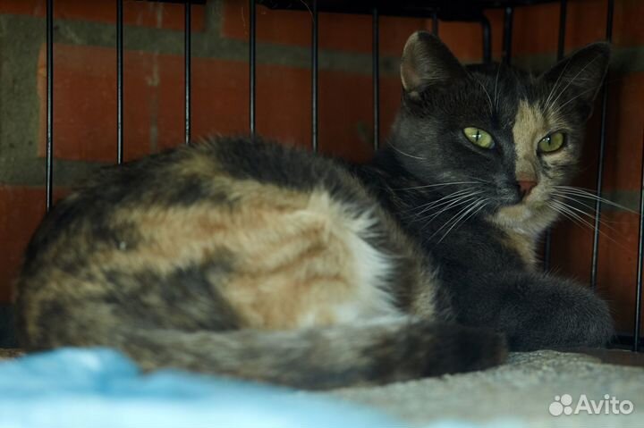 Кошечка Паулина 2 года