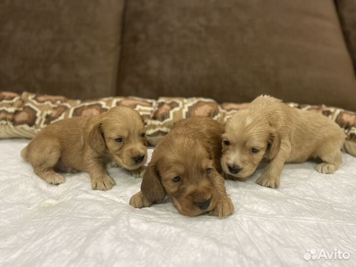 Щенки спаниеля